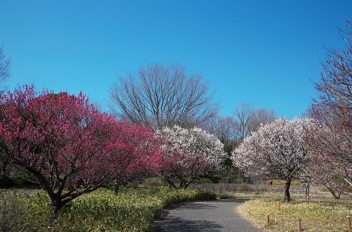 国営昭和記念公園の梅 自然と仲良くなれたらいいな２