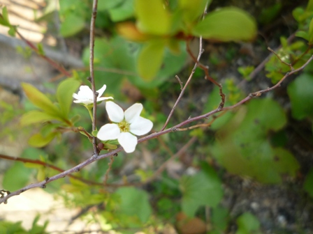 花粉は野山をかけめぐる。_f0174082_19515746.jpg