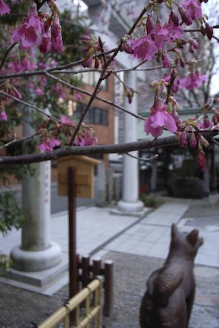 蔵前神社〜梅_f0008686_23131675.jpg