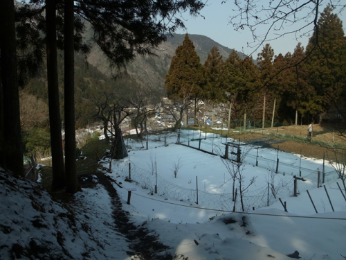 伊吹野、大久保地区自生地　節分草　見ごろ_e0271890_01461862.png