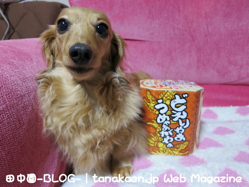 忙し過ぎて仕事が全く終わらない！_b0200291_2048494.jpg