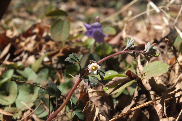 ■　春の花　　　14.3.13　　　（ヒメウズ、ナノハナ、キクザキイチゲ）_e0070891_17504985.jpg