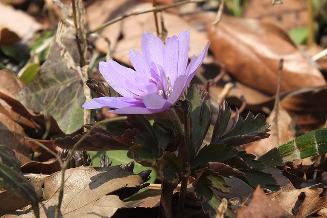 ■　春の花　　　14.3.13　　　（ヒメウズ、ナノハナ、キクザキイチゲ）_e0070891_17555297.jpg