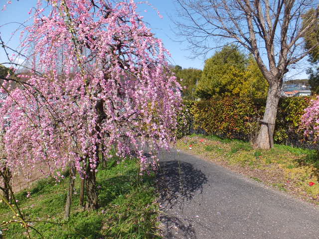 a0271502_14432169.jpg