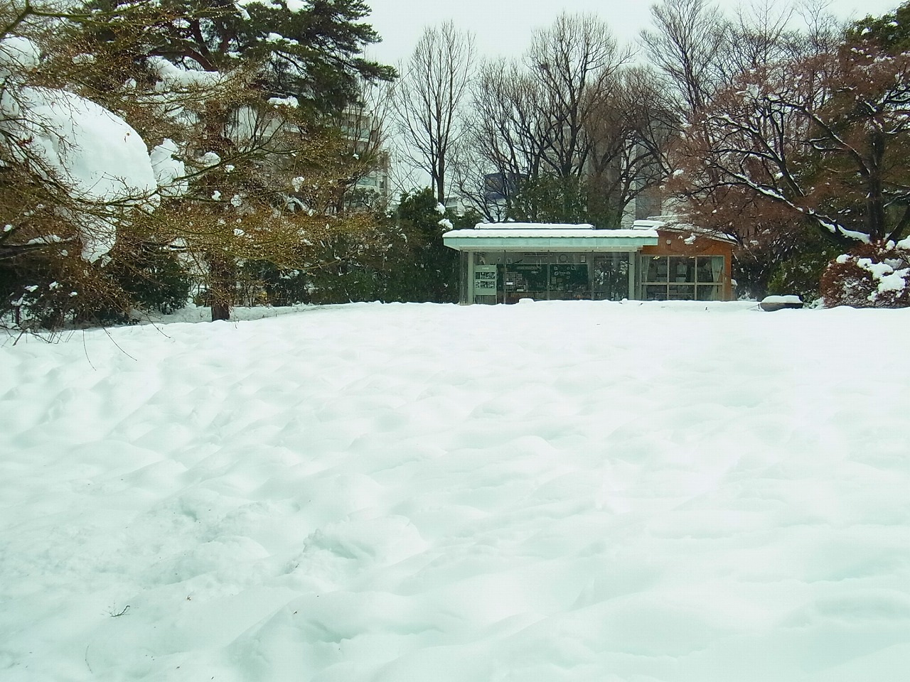 2月のすみれば探検隊は大雪で中止に_b0049307_16353181.jpg