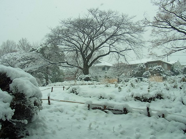 2度目の大雪_b0049307_16524397.jpg