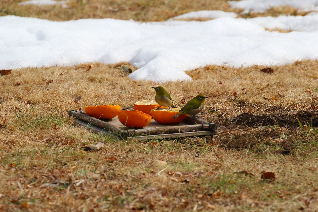 残雪の中の野鳥たち_b0049307_17152141.jpg