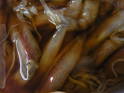 生ホタルイカ沖漬け_f0157910_15564130.jpg