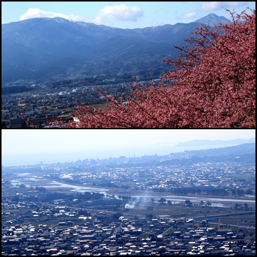 松田山　河津サクラ_c0073016_1133262.jpg