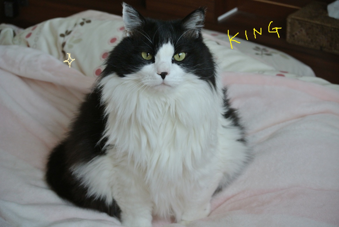 ホワイトデーの猫たち_a0099131_17281844.jpg