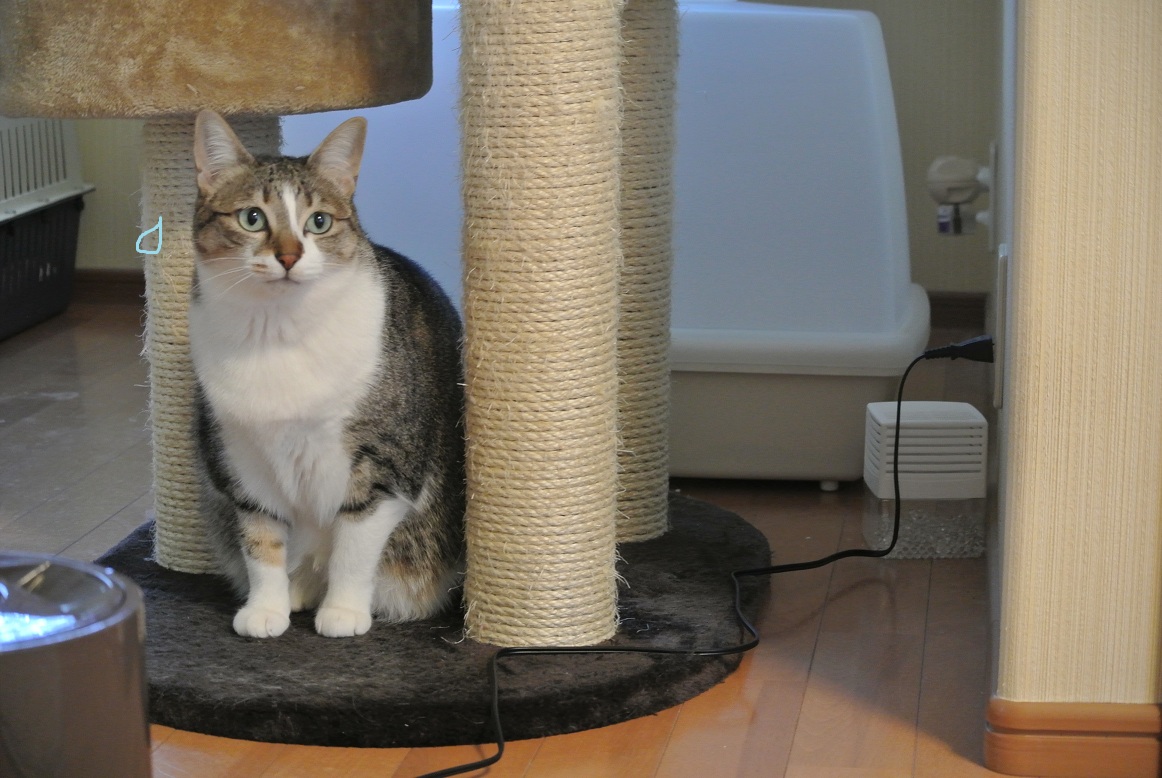 ホワイトデーの猫たち_a0099131_17285027.jpg