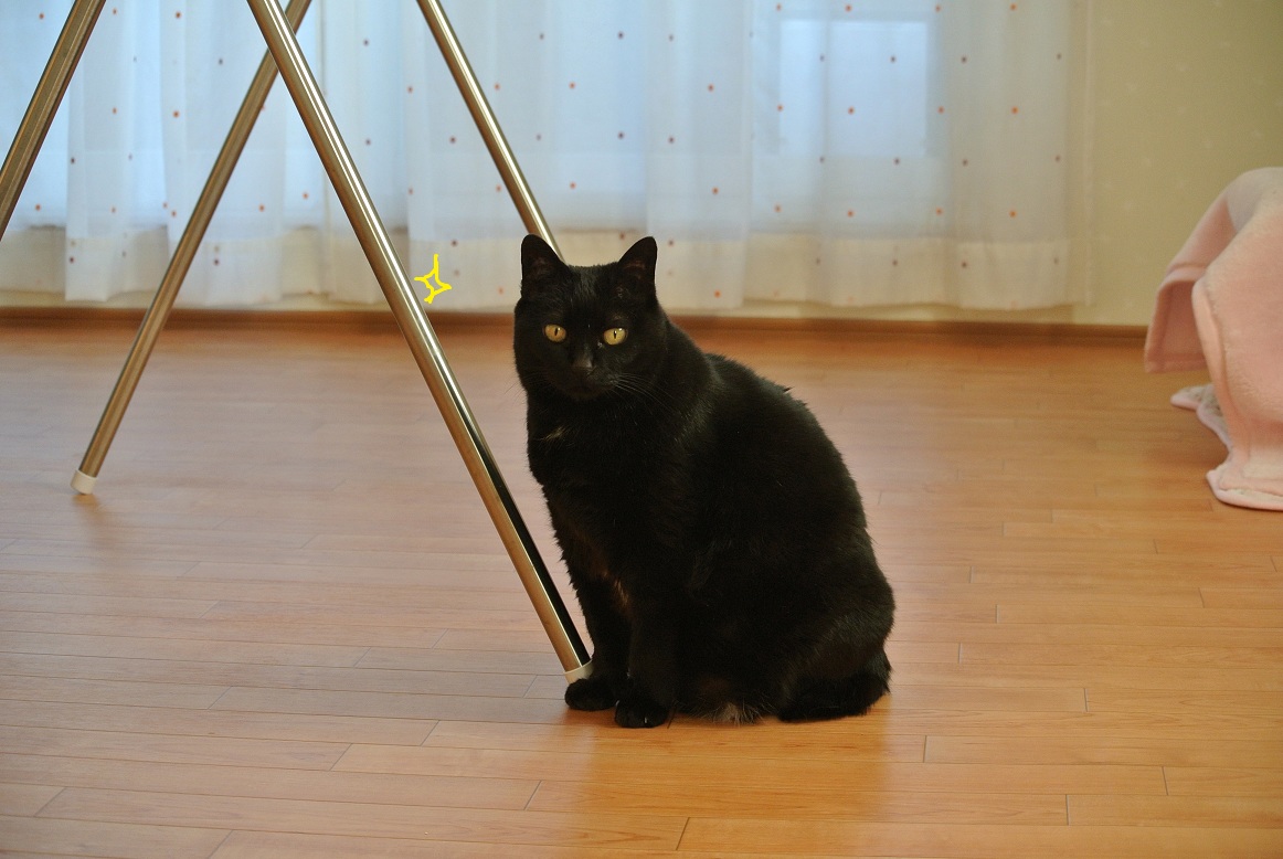 ホワイトデーの猫たち_a0099131_172859.jpg