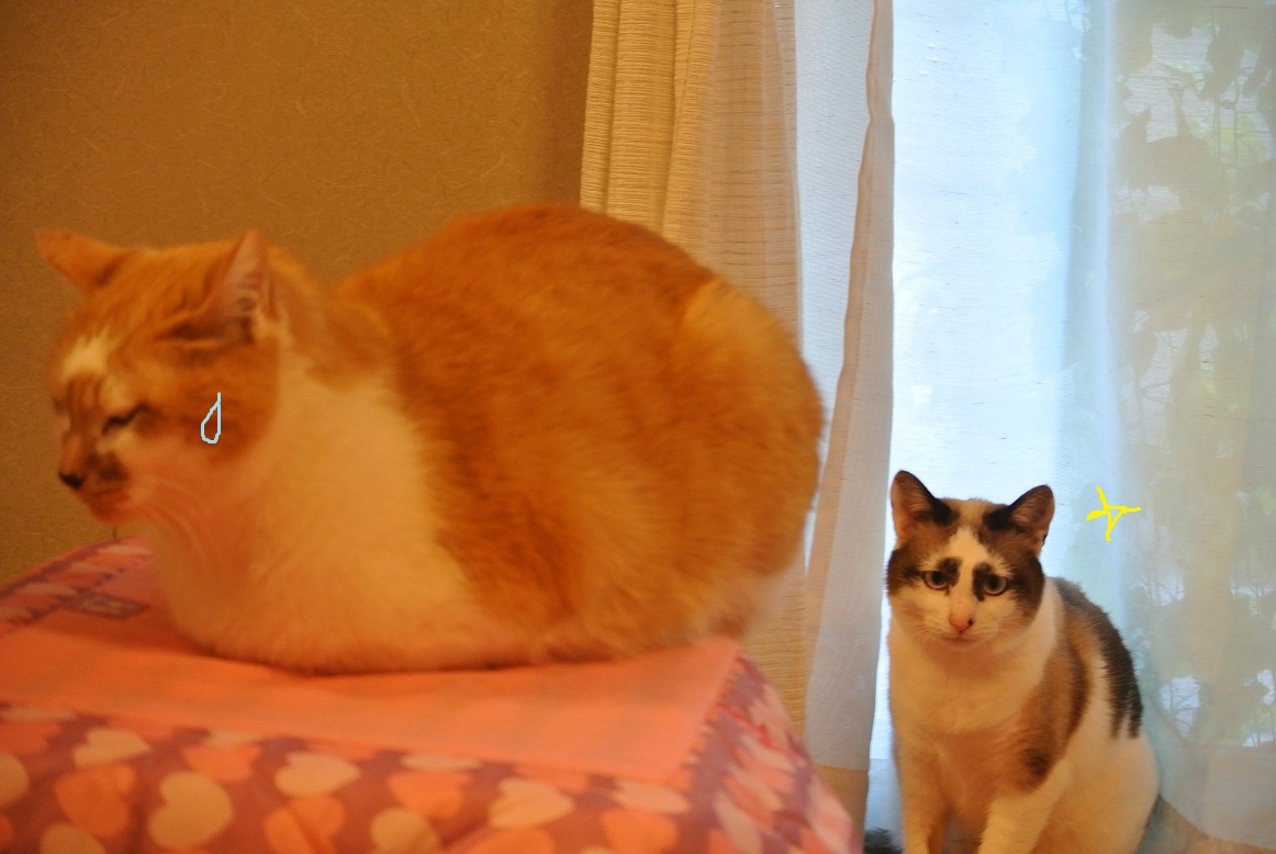 ホワイトデーの猫たち_a0099131_17292942.jpg
