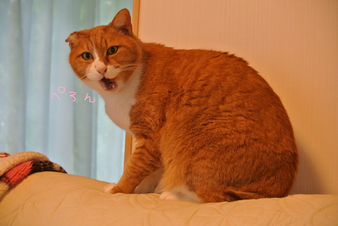 ホワイトデーの猫たち_a0099131_1729363.jpg
