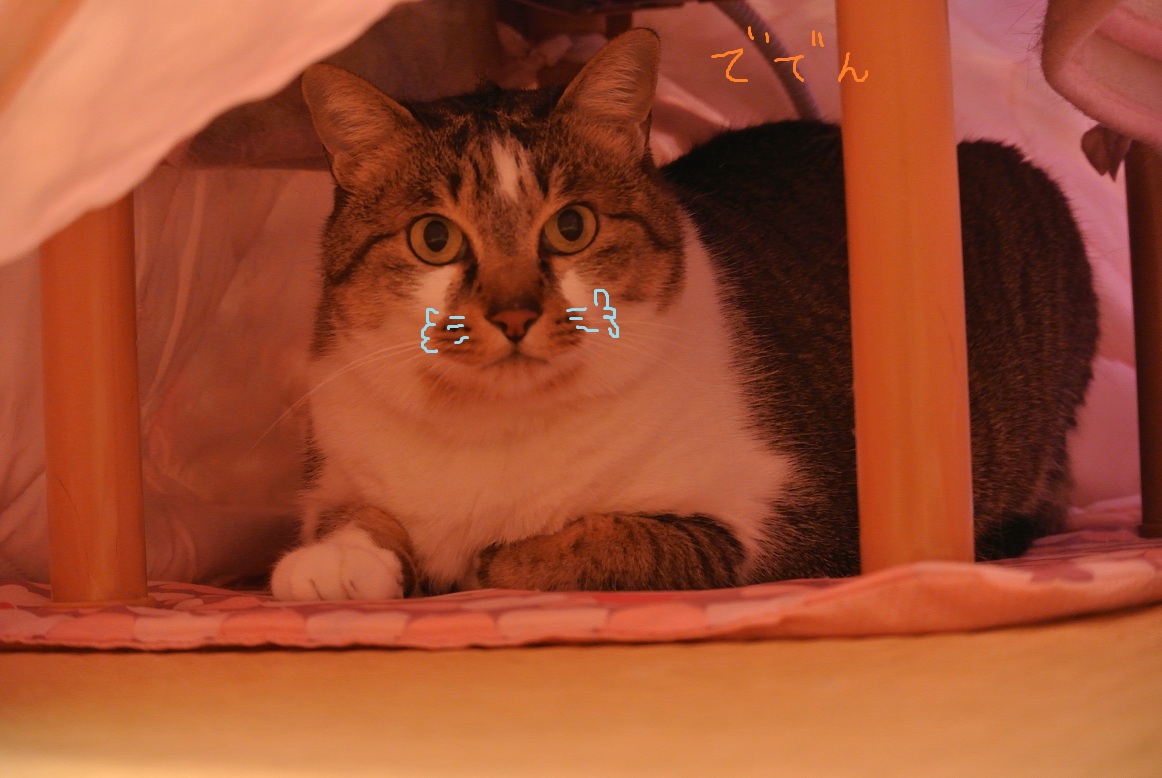 ホワイトデーの猫たち_a0099131_17294246.jpg