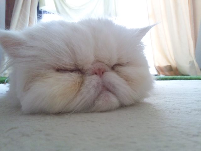つかれちー_d0152937_21035200.jpg