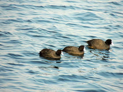 市川塩浜のオオバン Black coot_f0206939_2115568.jpg