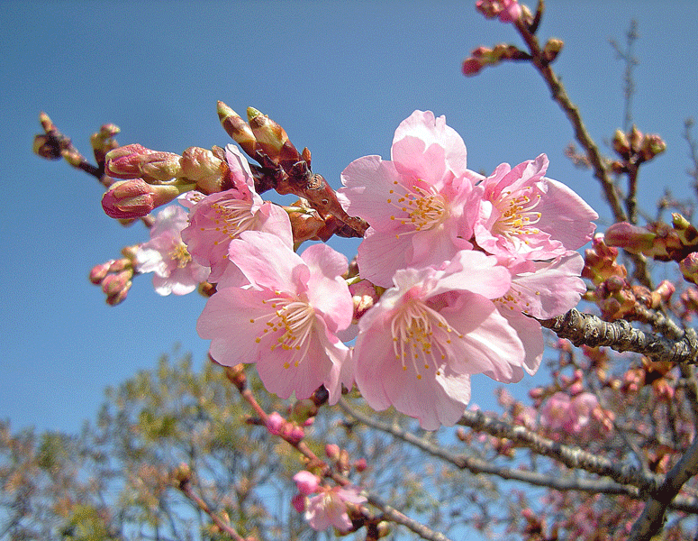 a0001354_22194661.gif