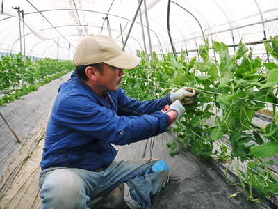 スナップエンドウ「シャキ甘“菊光”」 開花と今期の発売日決定!!_a0254656_17304095.jpg