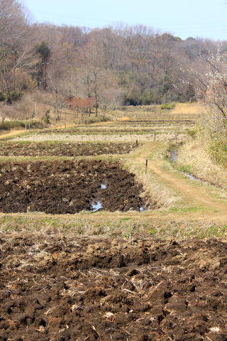 間もなく桜が 。。。! ?_a0248459_19575478.jpg