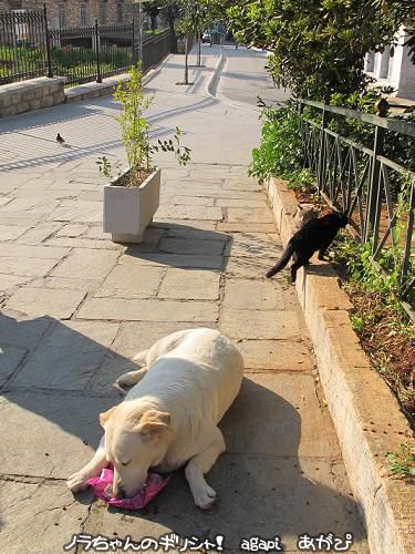 アルゴは猫と仲良しのとっても賢い白い犬_f0037264_06480233.jpg