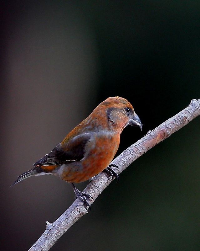 不思議な鳥イスカ ｔ ｈの野鳥写真