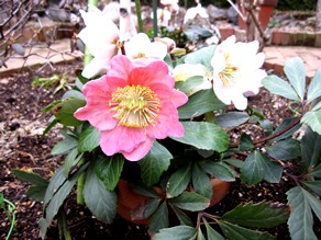 c0117898_17162024.jpg