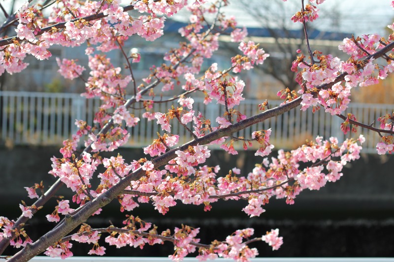 「一番好きな野菜は？」と聞かれたので_c0204298_14253157.jpg