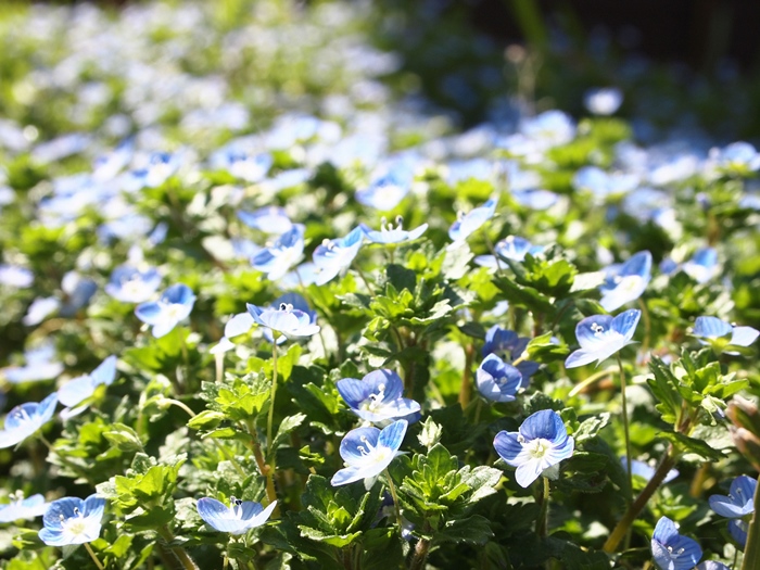 3月15日の散歩　花_f0321610_22574255.jpg