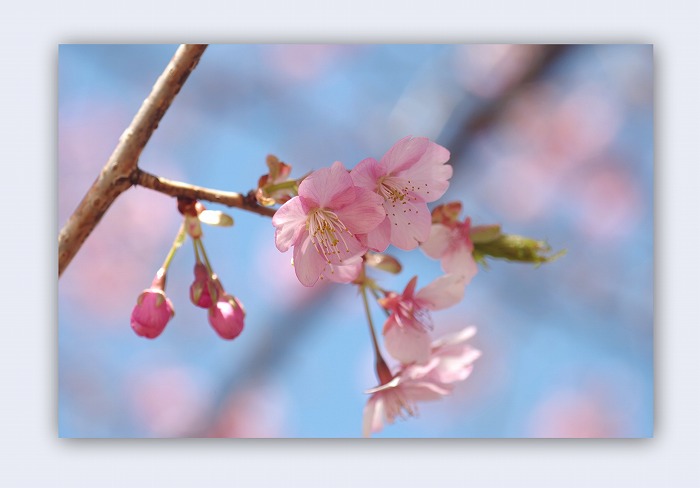 佐倉市　西志津　河津桜祭り　3月15日_d0147812_1854250.jpg