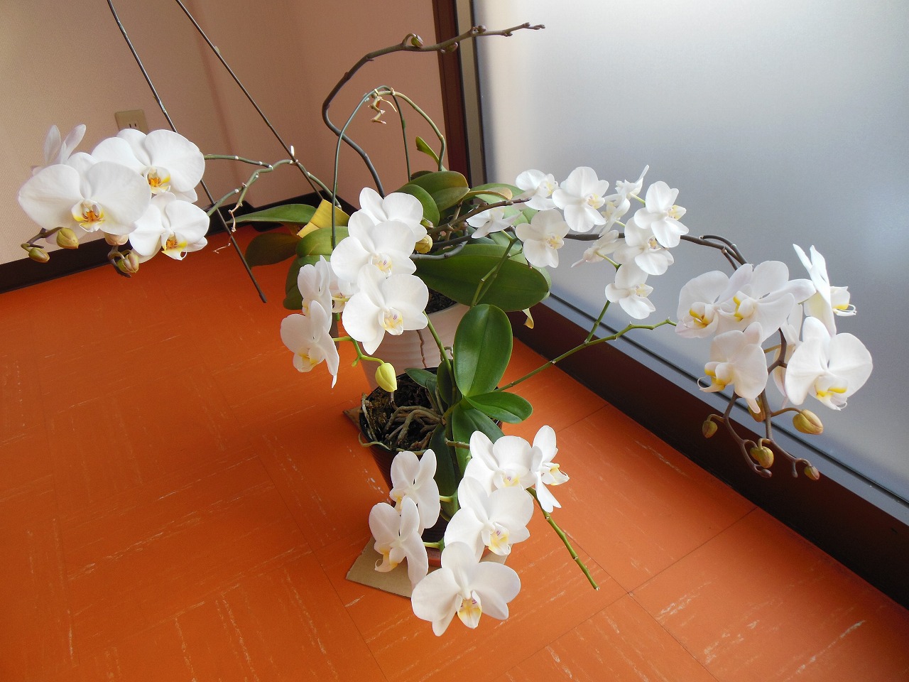 富士店 胡蝶蘭_e0238112_16312860.jpg