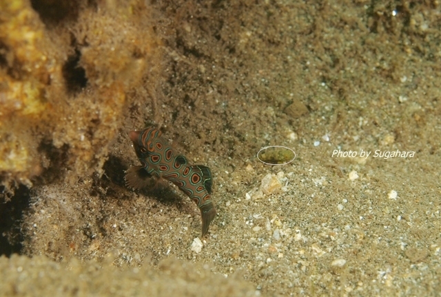 c0211615_8245741.jpg