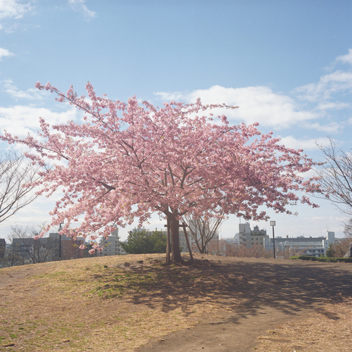 寒桜の丘_b0212922_2329613.jpg