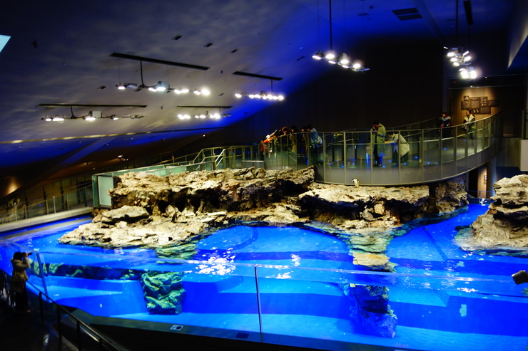 浅草をぶらぶら その21~すみだ水族館 その2_a0287336_11024100.jpg
