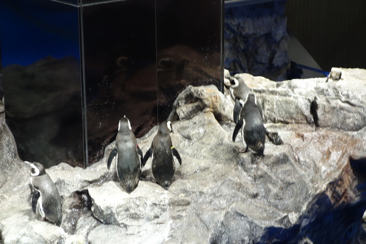 浅草をぶらぶら その21~すみだ水族館 その2_a0287336_116185.jpg