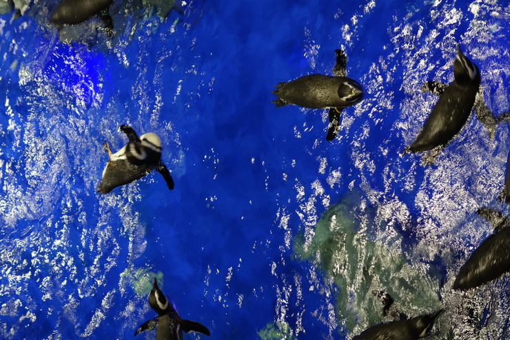 浅草をぶらぶら その21~すみだ水族館 その2_a0287336_1202112.jpg