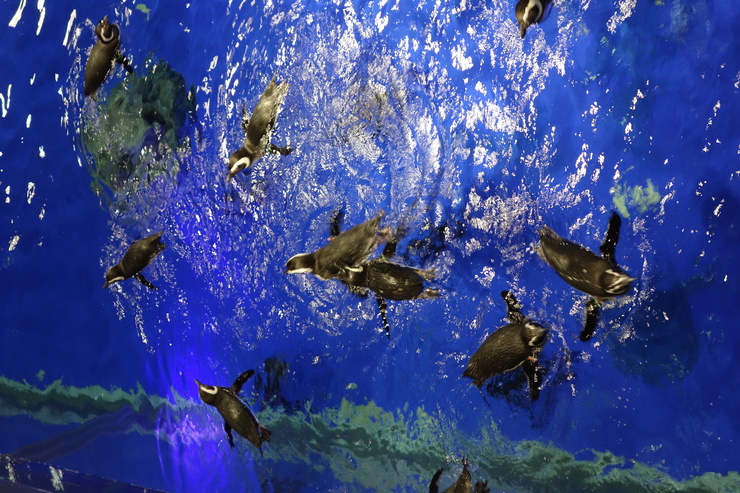 浅草をぶらぶら その21~すみだ水族館 その2_a0287336_120658.jpg