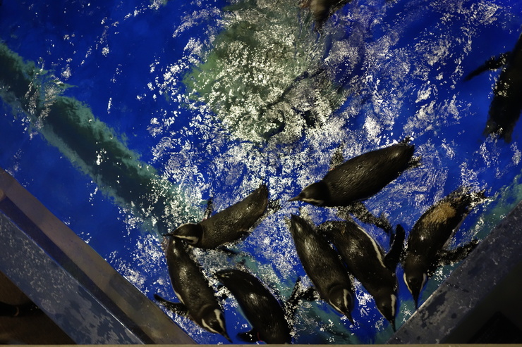 浅草をぶらぶら その21~すみだ水族館 その2_a0287336_1214523.jpg