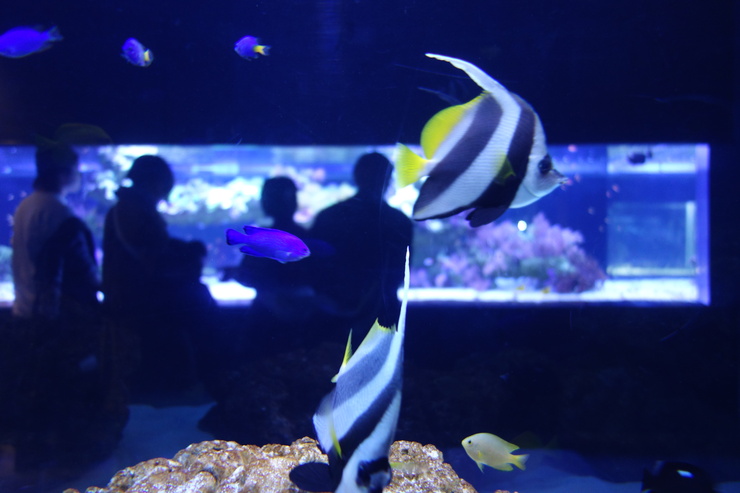 浅草をぶらぶら その21~すみだ水族館 その2_a0287336_1221731.jpg