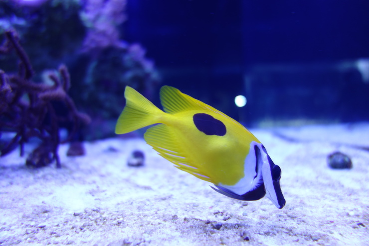 浅草をぶらぶら その21~すみだ水族館 その2_a0287336_1224095.jpg