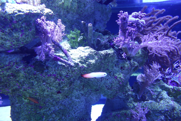浅草をぶらぶら その21~すみだ水族館 その2_a0287336_123027.jpg