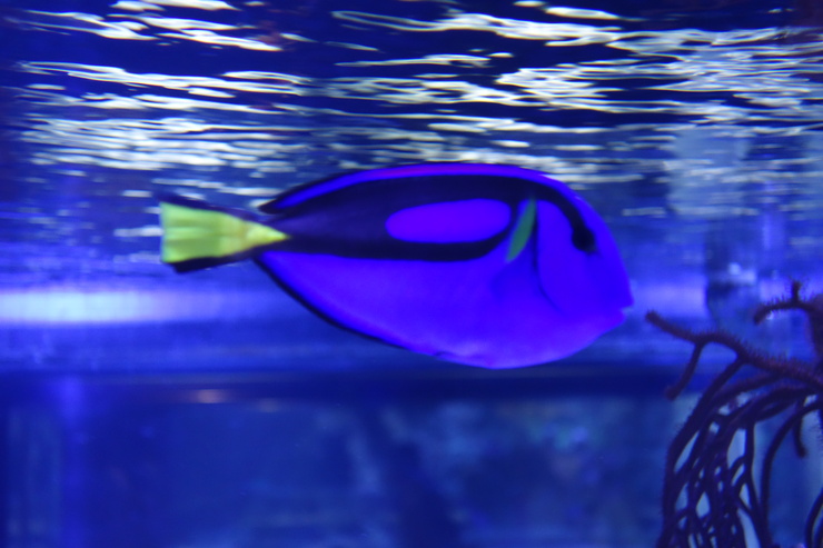 浅草をぶらぶら その21~すみだ水族館 その2_a0287336_1232379.jpg