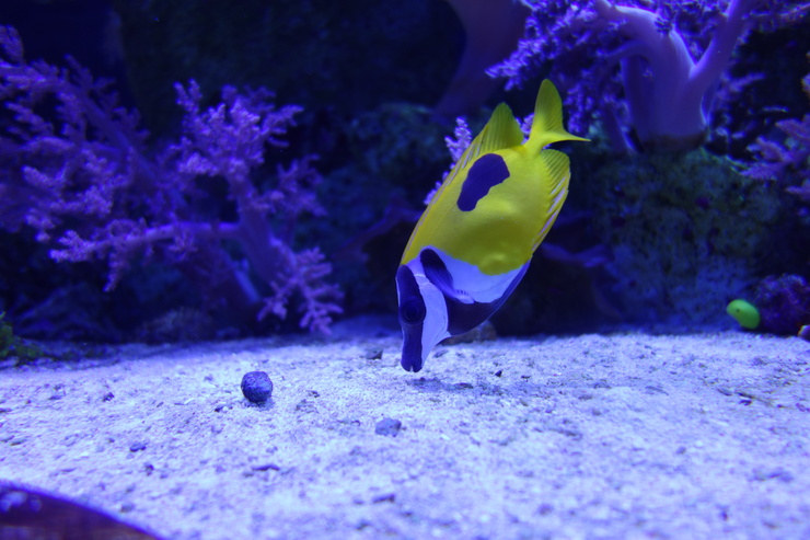 浅草をぶらぶら その21~すみだ水族館 その2_a0287336_1233454.jpg
