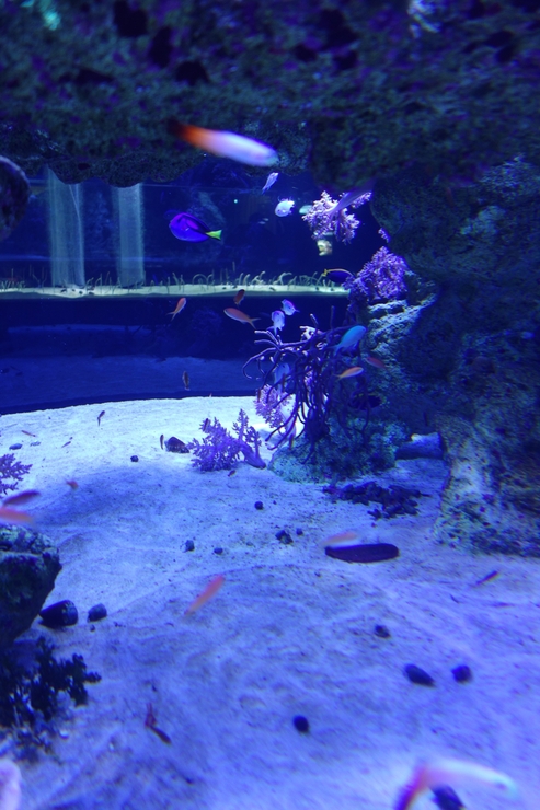 浅草をぶらぶら その21~すみだ水族館 その2_a0287336_1241746.jpg