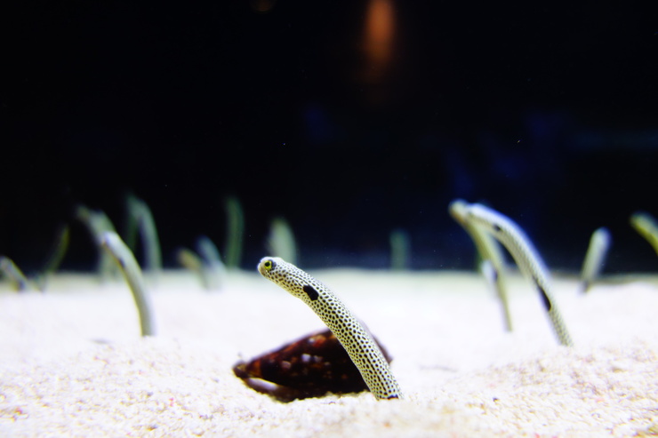 浅草をぶらぶら その21~すみだ水族館 その2_a0287336_1242947.jpg