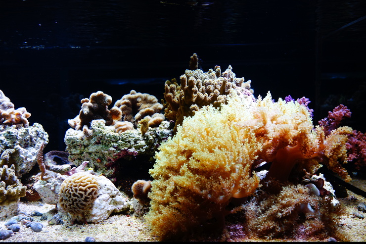 浅草をぶらぶら その21~すみだ水族館 その2_a0287336_126064.jpg