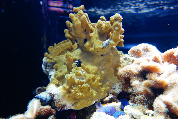 浅草をぶらぶら その21~すみだ水族館 その2_a0287336_1261149.jpg