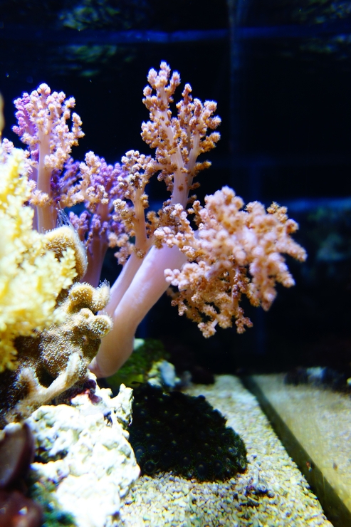 浅草をぶらぶら その21~すみだ水族館 その2_a0287336_1262732.jpg