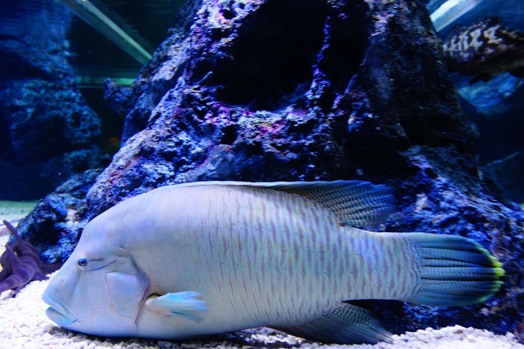 浅草をぶらぶら その21~すみだ水族館 その2_a0287336_1265255.jpg