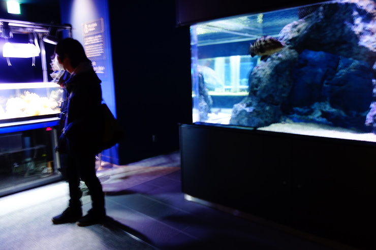 浅草をぶらぶら その21~すみだ水族館 その2_a0287336_1274522.jpg